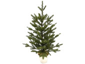 fir PE green, in pot, h 60cm