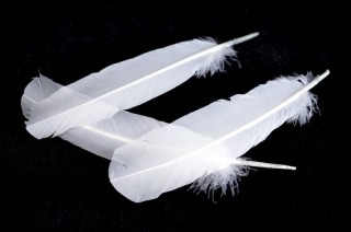 white quills 20g 10 - 15cm long, sFr. 11,50