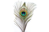 peacock feathers in different lengths